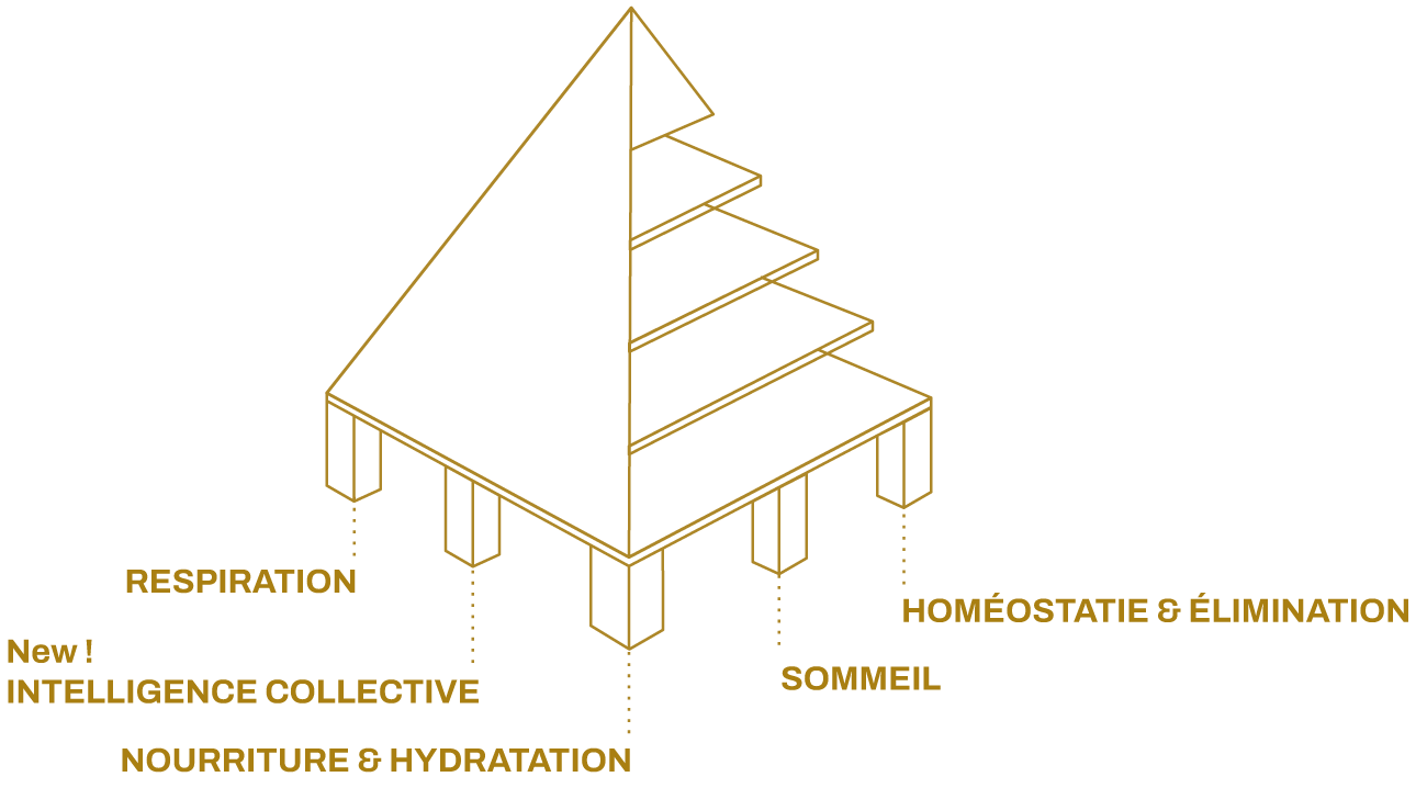 pyramide maslo besoins fondamentaux